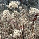 Solidago sempervirens Flor