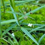 Veronica scutellata 葉