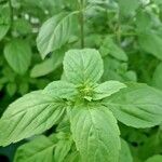 Ocimum americanum অভ্যাস