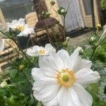 Anemone hupehensis Blüte