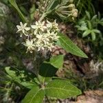 Asclepias ovalifolia Flor