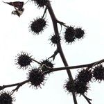 Liquidambar orientalis Fruit