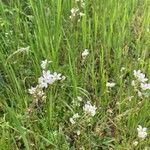 Saxifraga bulbifera موطن