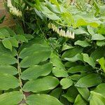 Polygonatum × hybridum Fuelha