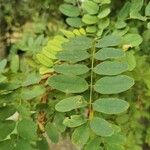 Robinia pseudoacacia 葉