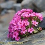Androsace ciliata Flower