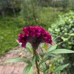 Celosia argenteaപുഷ്പം