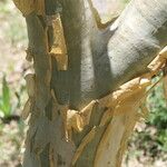 Cyphostemma currorii Ŝelo