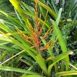 Aechmea blanchetiana Flower