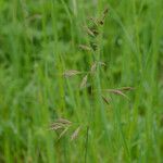 Festuca rubra Цвят