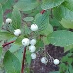 Cornus racemosa Frucht