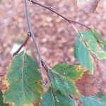 Nothofagus obliqua Hoja
