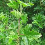 Ribes magellanicum Otro