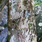 Planchonella chartacea Bark