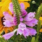 Physostegia virginiana 花