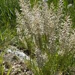 Koeleria pyramidata Flower