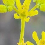 Haplophyllum tuberculatum Fleur