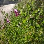 Vicia segetalis Hoja