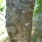 Peltophorum pterocarpum Bark
