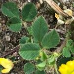 Medicago minima 葉