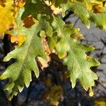 Quercus cerris Blad