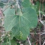 Kedrostis leloja Leaf