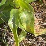 Anacamptis papilionacea Blatt