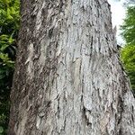 Eucalyptus ovata Corteza