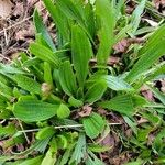 Plantago ovata 葉