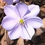 Plagiorhegma dubium Flor