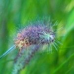 Trifolium angustifolium 花