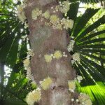 Syzygium cormiflorum Flower