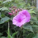 Ipomoea philomega Flower