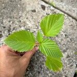 Malvastrum coromandelianum Leaf