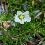 Sagina glabra Flor