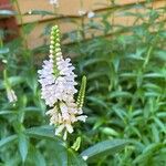 Physostegia virginianaফুল