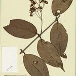 Banisteriopsis martiniana