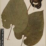 Aristolochia griffithii ᱮᱴᱟᱜ