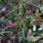 Cotoneaster × suecicus Gyümölcs