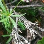 Galium rubrum Hoja
