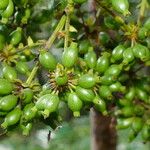 Delarbrea longicarpa