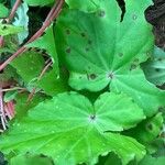 Begonia urophylla Levél