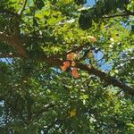 Cassia javanica Flors