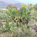 Sonchus pinnatifidus Vivejo