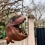 Punica granatumFruit