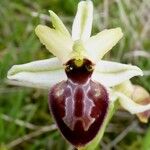 Ophrys arachnitiformis മറ്റ്