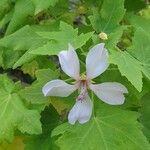 Malva acerifolia Квітка