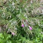 Epilobium hirsutumFlor