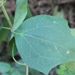 Montanoa tomentosa Leaf