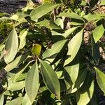 Illicium floridanum Blatt